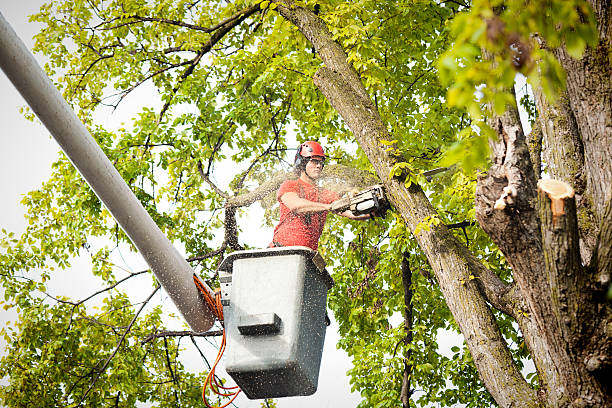 Best Tree Trimming and Pruning  in Old Brookville, NY